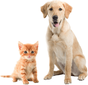 Image Alternative text